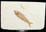 Knightia Fossil Fish - Wyoming #10902-1